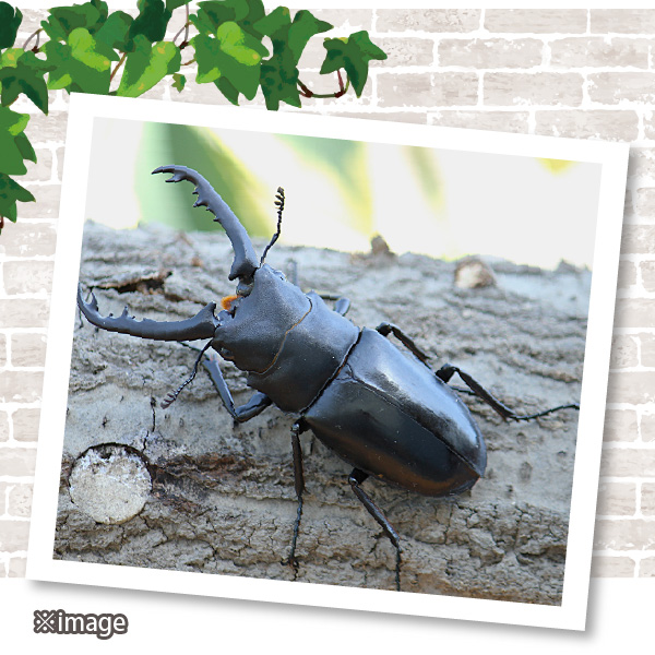 5周年　ギラファノコギリクワガタ　ハードコーティング だ*き様 5周年 ハードコーティング ギラファノコギリクワガタ 5